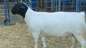 1X DORPER RAM NOOITGEDACHT DORPERSTOET - STOET/STUD