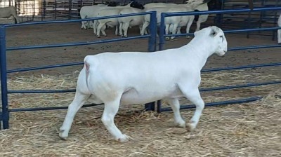 1X WIT DORPER RAM NOOITGEDACHT DORPERSTOET - STOET/STUD