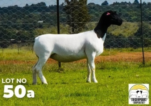 LOT 150 A 1 X DORPER OOI/EWE Tiegerpoort Dorper Stoet STOET