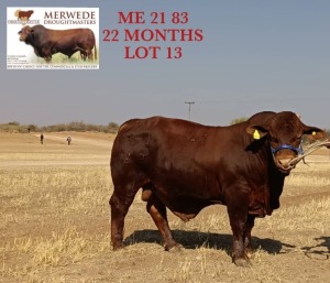 LOT 13 1X Droughtmaster Bull Merwede