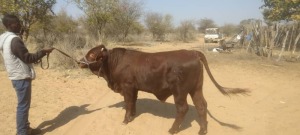 LOT 30 1X Droughtmaster Bull William Morowa