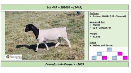 LOT 144A 1 X DORPER OOI/EWE DOORNFONTEIN DORPERS T5