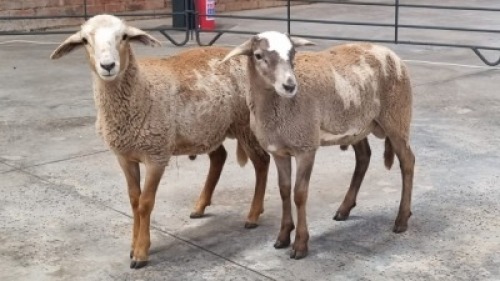 2X SHEEP RAM SMOKEYS CATTLE (Pay per Animal)