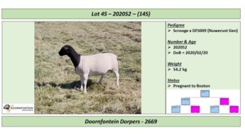 LOT 145 A 1 X DORPER OOI/EWE DOORNFONTEIN DORPERS STOET/STUD