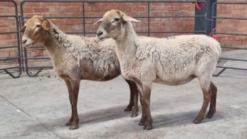 2X SHEEP EWE BADI BIRDS / BETTIE BADENHORST (Pay per Animal)