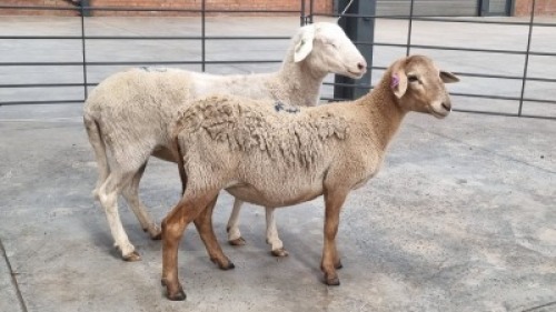 2X MEATMASTER EWE BADI BIRDS / BETTIE BADENHORST (Pay per Animal)