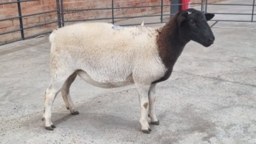 1X DORPER EWE TASK DORPERS