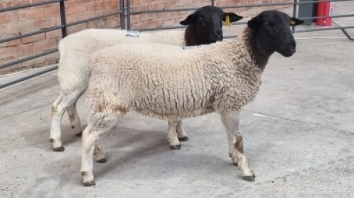 2X DORPER EWE TASK DORPERS (Pay per Animal)