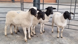 4X DORPER EWE ANDRE DU TOIT (Pay per Animal)