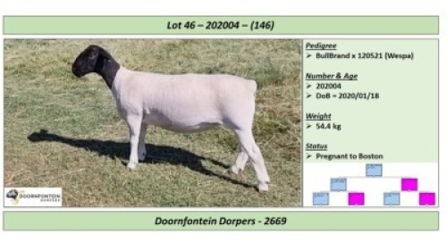 LOT 145 B 1 X DORPER OOI/EWE DOORNFONTEIN DORPERS STOET/STUD