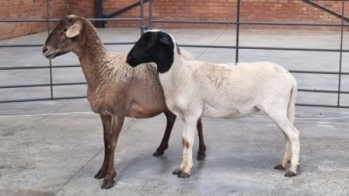 2X MEATMASTER EWE BADI BIRDS / BETTIE BADENHORST (Pay per Animal)