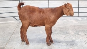 1X KALAHARI RED EWE ANDRE DU TOIT