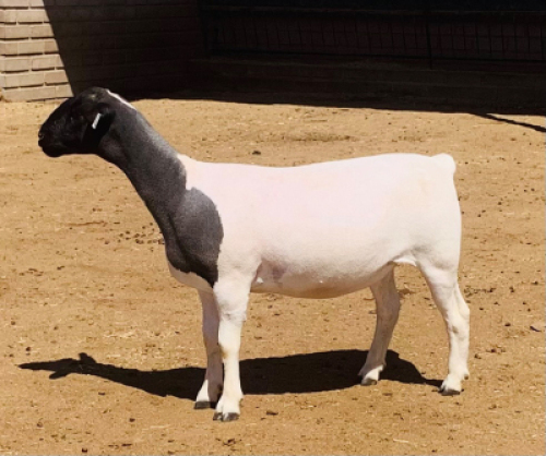 LOT 184 B 1 X KOWIE DE WITT DORPERS KUDDE/FLOCK
