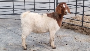 1X BOERBOK EWE ANDRE DU TOIT