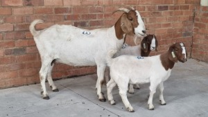 1+2X BOERBOK DOE POEN DE BRUYN BOERDERY