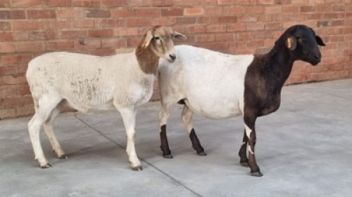 2X MEATMASTER EWE 40 ACRES TRADING (Pay per Animal)