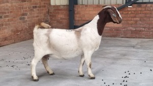 1X BOERBOK DOE POEN DE BRUYN BOERDERY