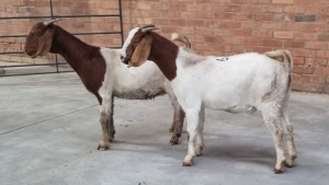 2X BOERBOK DOE POEN DE BRUYN BOERDERY (Pay per Animal)