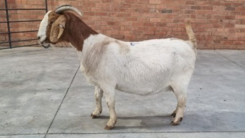 1X BOERBOK DOE POEN DE BRUYN BOERDERY (Pay per Animal)