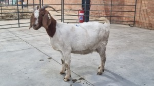 1X BOERBOK DOE POEN DE BRUYN BOERDERY (Pay per Animal)