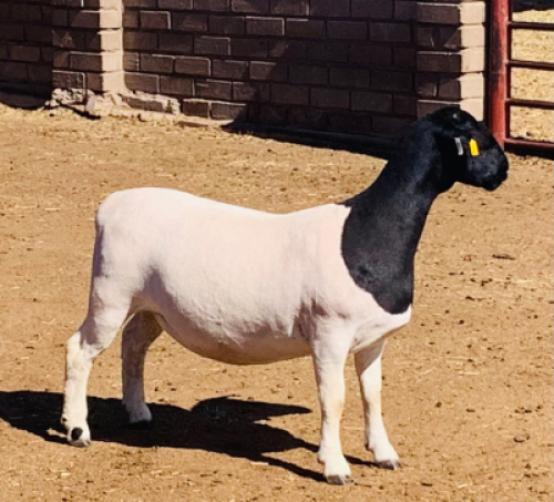 LOT 185 A 1 X DORPER OOI/EWE KOWIE DE WITT DORPERS STOET