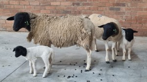 2X DORPER EWE MARTIN ENGELS (Pay per Animal)