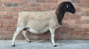 1X DORPER EWE MARTIN ENGELS