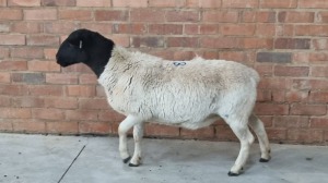 1X DORPER EWE MARTIN ENGELS (Pay per Animal)