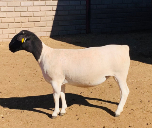 LOT 185 B 1 X KOWIE DE WITT DORPERS T5
