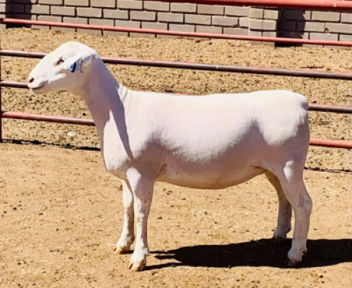 LOT 222 A 1 X WIT DORPER OOI/EWE KOWIE DE WITT WIT DORPERS STOET/STUD