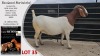 1X BOER GOAT PREGNANT FLOCK DOE Benchmark Boerbokstoet