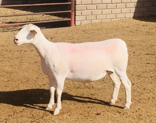 LOT 222 B 1 X WIT DORPER OOI/EWE KOWIE DE WITT WIT DORPERS KUDDE/FLOCK