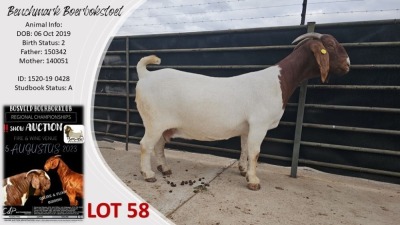 1X BOER GOAT PREGNANT STUD DOE Benchmark Boerbokstoet