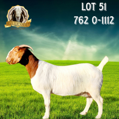 1X BOER GOAT STUD DOE Bezuidenhout Boerbokstoet