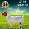 1X BOER GOAT STUD DOE Bezuidenhout Boerbokstoet