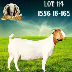 1X BOER GOAT STUD DOE Bezuidenhout Boerbokstoet