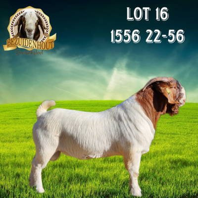 1X BOER GOAT STUD BUCK Bezuidenhout Boerbokstoet