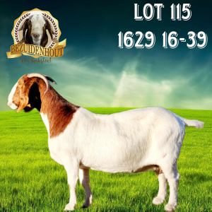 WITHDRAWN - 1X BOER GOAT DOE Bezuidenhout Boerbokstoet