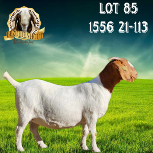 1X BOER GOAT PREGNANT FLOCK DOE Bezuidenhout Boerbokstoet