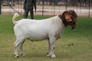 1X BOER GOAT FLOCK BUCK Bosland Boerdery