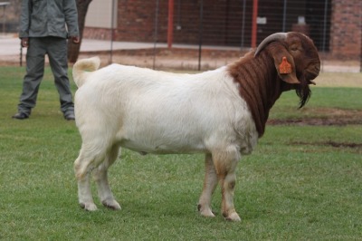 1X BOER GOAT FLOCK BUCK Bosland Boerdery