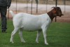 1X BOER GOAT FLOCK DOE Bosland Boerdery