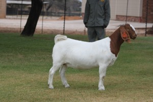 1X BOER GOAT FLOCK DOE Bosland Boerdery