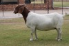 1X BOER GOAT PREGNANT STUD DOE Bosland Boerdery