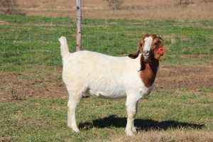 1X BOER GOAT FLOCK DOE Cherokee Boer Goats