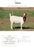 1X BOER GOAT FLOCK DOE Cherokee Boer Goats - 2