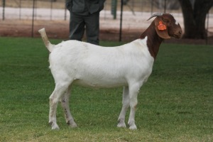 1X BOER GOAT FLOCK DOE Bosland Boerdery