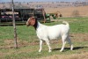 1X BOER GOAT PREGNANT FLOCK DOE Cherokee Boer Goats