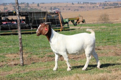 1X BOER GOAT PREGNANT FLOCK DOE Cherokee Boer Goats