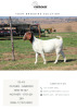 1X BOER GOAT PREGNANT FLOCK DOE Cherokee Boer Goats - 2